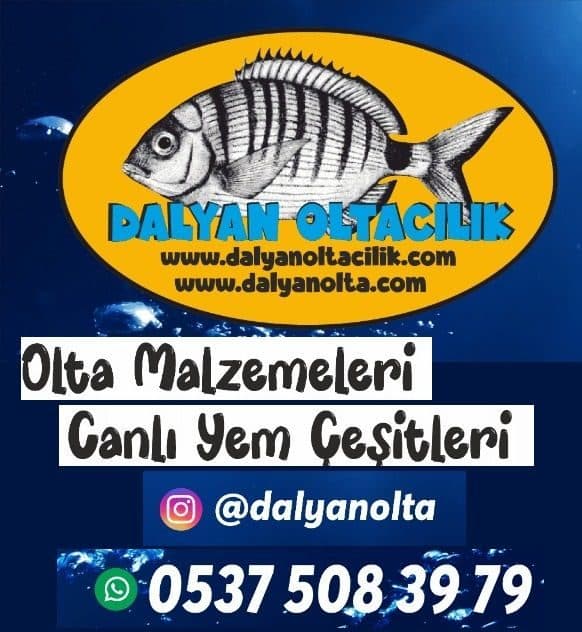 canlı sülünez, sülünez yemi, canlı sülünez satışı, levrek için canlı yem, çipura yemi, sülünez nerede bulunur, canlı deniz yemi, Dalyan Oltaçılık sülünez, surf casting canlı yem, dip oltası yemi, doğal deniz yemi, canlı sülünez nasıl takılır, sülünez ile
