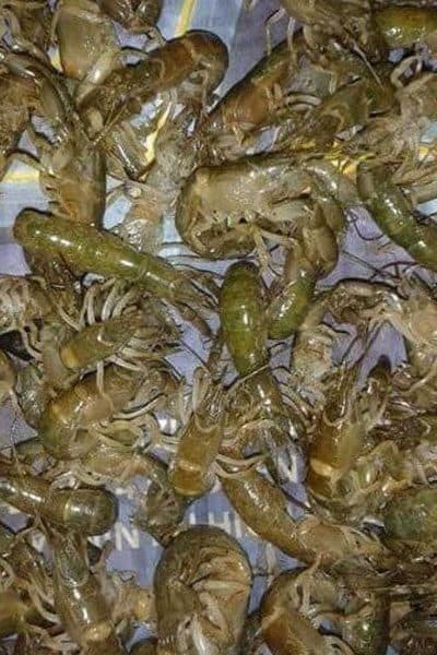 Canlı Borukurdu Hangi Balıklarda Kullanılır? Canlı Borukurdu Hangi Balıklarda Kullanılır?