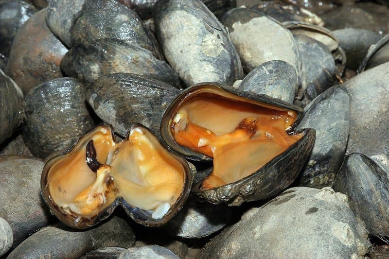 Sülünez, Borukurdu ve Deniz Solucanı Arasındaki Farklar Sülünez, Borukurdu ve Deniz Solucanı Arasındaki Farklar